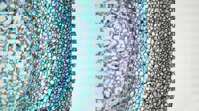 Permeation Enhancement